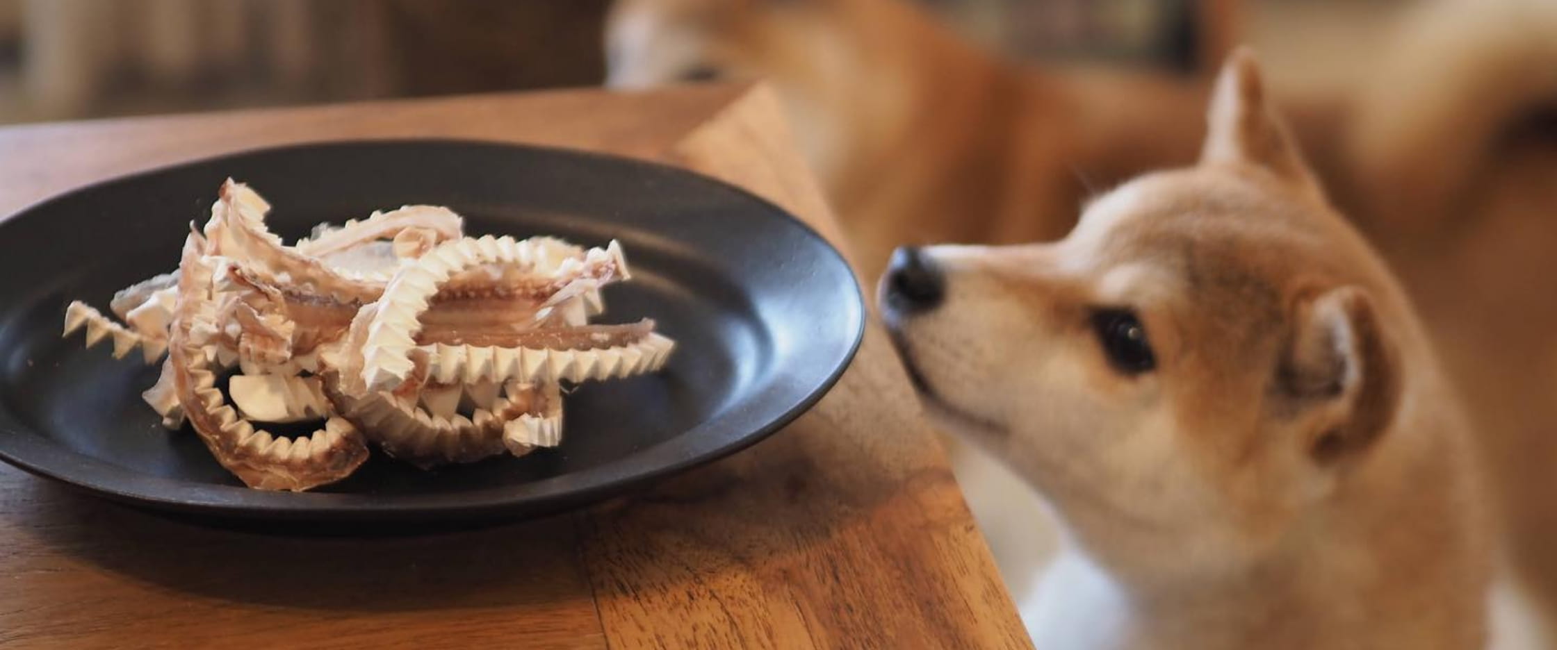 おやつを見ている犬の写真